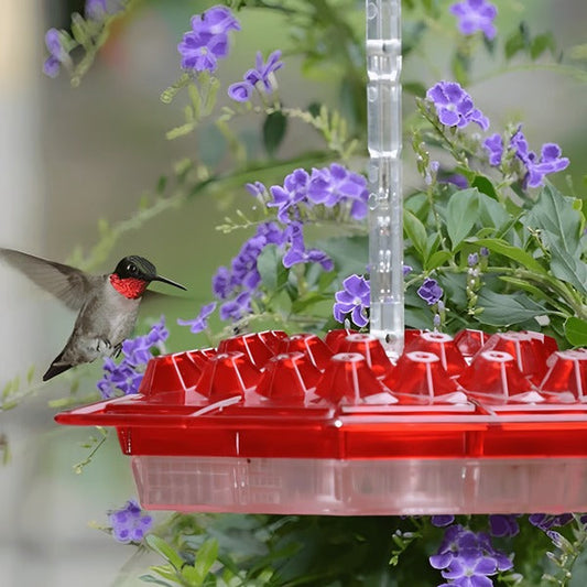 Hummingbird Feeder with Built-In Ant Moat – Easy Clean